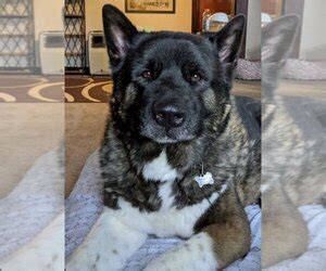 Dogs for Adoption Near Santa Clarita, CA .